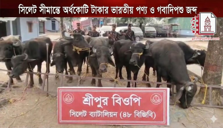 সিলেট সীমান্তে বিজিবি’র বড় অভিযান: অর্ধকোটি টাকার ভারতীয় পণ্য ও গবাদিপশু জব্দ | BGB Raid at Sylhet Border